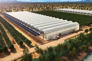 Egitto, firmate Bri le serre per coltivare verdure nel deserto 