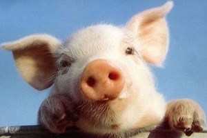 La febbre suina sconvolge il mercato della carne in Cina 