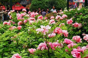 Le più belle peonie del mondo in live streaming a Luoyang
