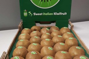 Boom dell'export di ortofrutta italiana in Cina grazie al kiwi