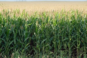 Biologico: il 19% dei consumatori cinesi ha scelto il Made in Italy