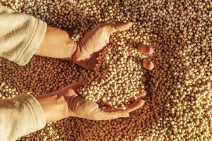La Cina compra soia, i prezzi al quintale schizzano del 50% 