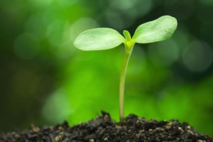 I "poteri speciali" del governo nel caso Verisem-Syngenta