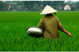 I lockdown minacciano anche la produzione agricola in Cina