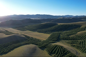 Aumenta la copertura forestale in Cina, piantati 4 milioni ha di alberi