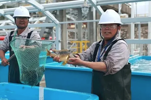 Dazi perversi: in Cina boom dei consumi di aragoste vietnamite